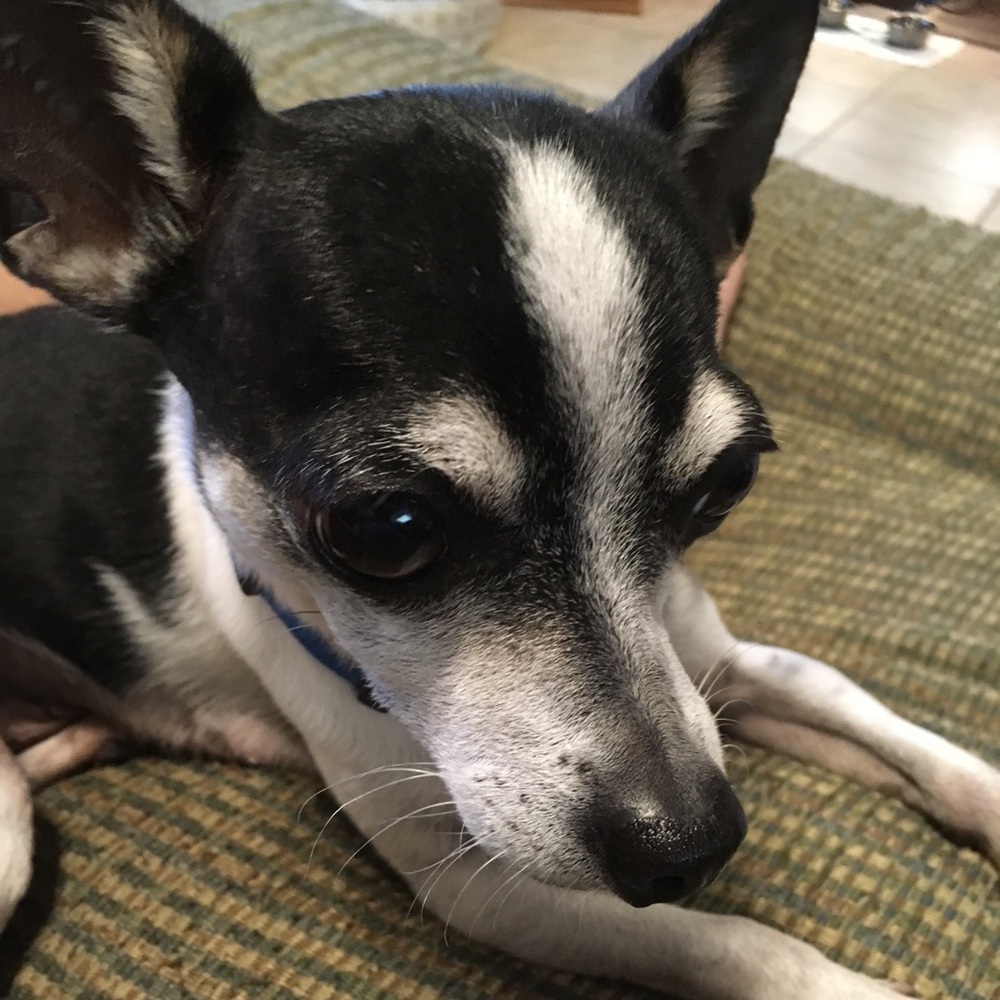 Meet your Posher, Abby